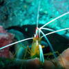 Picture taken during the dive