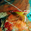 Picture taken during the dive
