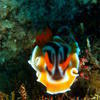Picture taken during the dive