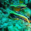 Picture taken during the dive