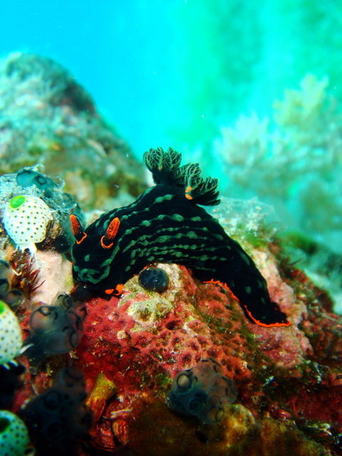 Reef Dive - Dive Center in Philippines