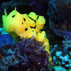 Picture taken during the dive