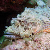 Picture taken during the dive