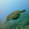 Picture taken during the dive