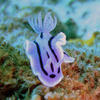 Picture taken during the dive