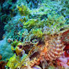 Picture taken during the dive