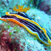 Picture taken during the dive