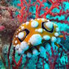 Picture taken during the dive