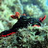 Picture taken during the dive