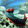 Picture taken during the dive