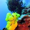 Picture taken during the dive