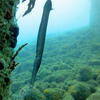 Picture taken during the dive