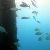 Picture taken during the dive