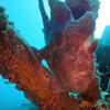 Picture taken during the dive