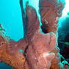 Picture taken during the dive