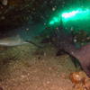 Picture taken during the dive