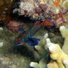 Picture taken during the dive