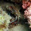 Picture taken during the dive