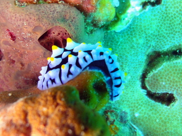 Carabao Diving - Dive Center in Thailand
