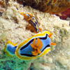 Picture taken during the dive