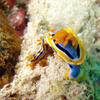 Picture taken during the dive