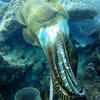 Picture taken during the dive