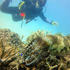 Picture taken during the dive