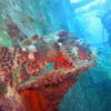 Picture taken during the dive