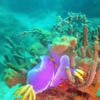 Picture taken during the dive