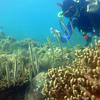 Picture taken during the dive