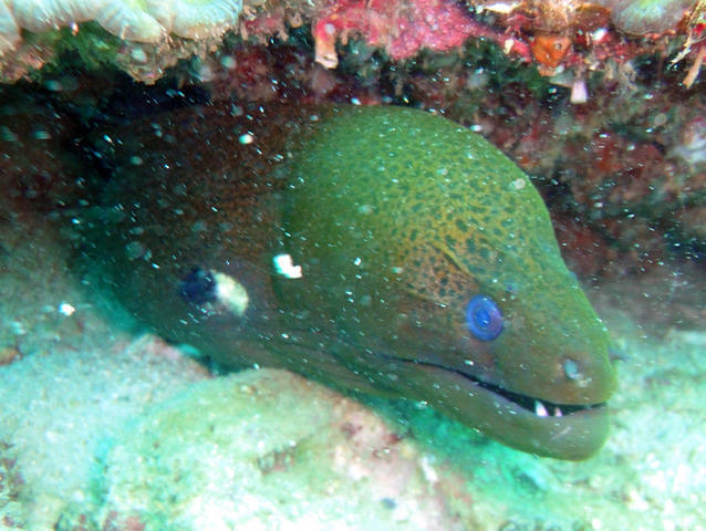 Marine Monkees (m) Sdn Bhd - Dive Center in Malaysia