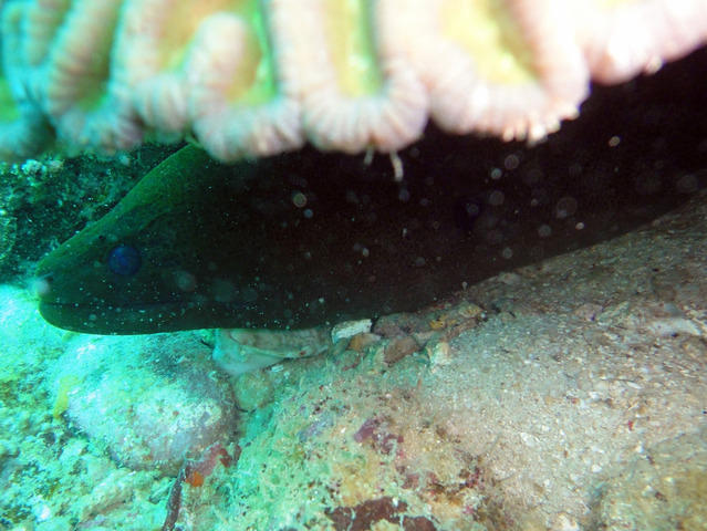 Marine Monkees (m) Sdn Bhd - Dive Center in Malaysia