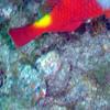 Picture taken during the dive