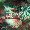 Picture taken during the dive