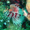 Picture taken during the dive