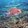 Picture taken during the dive