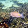 Picture taken during the dive