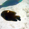 Picture taken during the dive
