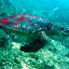 Picture taken during the dive