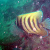 Picture taken during the dive