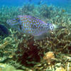 Picture taken during the dive