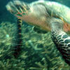 Picture taken during the dive