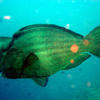 Picture taken during the dive