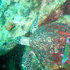Picture taken during the dive