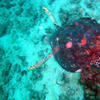 Picture taken during the dive