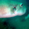 Picture taken during the dive