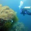 Picture taken during the dive