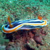 Picture taken during the dive