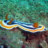 Picture taken during the dive