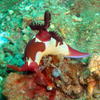 Picture taken during the dive